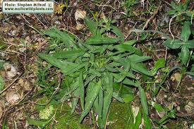 Attēlu rezultāti vaicājumam “Anthyllis vulneraria leaf”