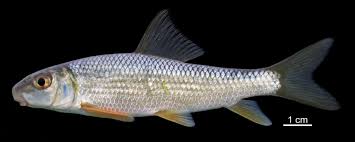 Image result for Moxostoma erythrurum