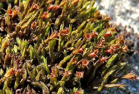 Attēlu rezultāti vaicājumam “Schistidium dupretii sporophyte”