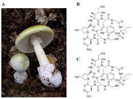 Attēlu rezultāti vaicājumam “Amanita phalloides”