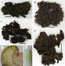 Attēlu rezultāti vaicājumam “Collema”
