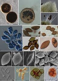 Attēlu rezultāti vaicājumam “Melanospora lagenaria”