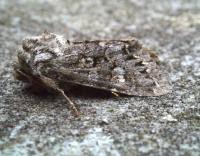 Attēlu rezultāti vaicājumam “Papestra biren”