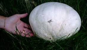 Attēlu rezultāti vaicājumam “Langermania gigantea”