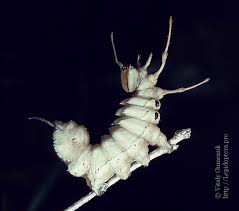 Attēlu rezultāti vaicājumam “Stauropus fagi larva”