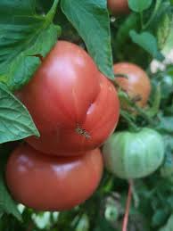Afbeeldingsresultaat voor Pink Brandywine tomato