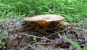 Attēlu rezultāti vaicājumam “Lentinus suavissimus”