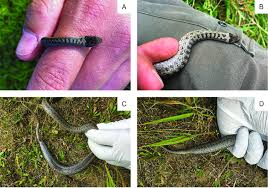 Attēlu rezultāti vaicājumam “Coronella austriaca adult”