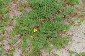 Attēlu rezultāti vaicājumam “Argentina anserina”