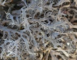 Attēlu rezultāti vaicājumam “Trichia alpina sessile”