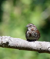 Image result for Melospiza melodia