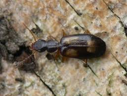 Attēlu rezultāti vaicājumam “Calodromius spilotus”