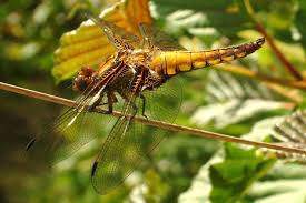 Attēlu rezultāti vaicājumam “Libellula depressa female”