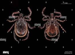 Attēlu rezultāti vaicājumam “Ixodes male”