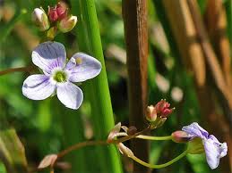 Attēlu rezultāti vaicājumam “Veronica scutellata flower”