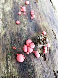 Attēlu rezultāti vaicājumam “Lycogala roseosporum spores”