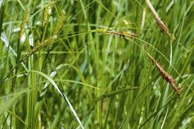 Attēlu rezultāti vaicājumam “Carex atherodes”