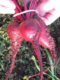 Image result for Beta vulgaris