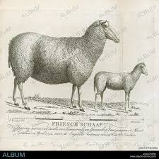 Attēlu rezultāti vaicājumam “Ovis aries”