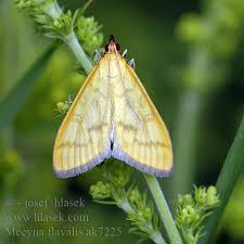 Attēlu rezultāti vaicājumam “Mecyna flavalis”