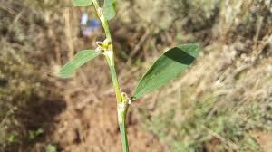 Attēlu rezultāti vaicājumam “Polygonum aviculare leaf”