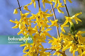 Attēlu rezultāti vaicājumam “Forsythia suspensa flower”