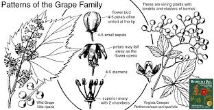 Attēlu rezultāti vaicājumam “Vitaceae”