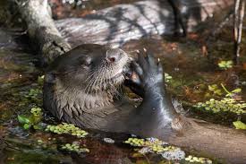 Image result for Otters Old Time Dance Club