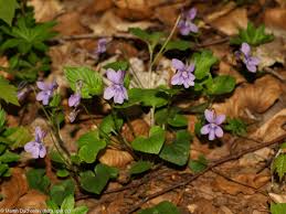 Attēlu rezultāti vaicājumam “Viola reichenbachiana leaf”