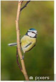 Image result for Cyanistes caeruleus