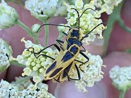 Attēlu rezultāti vaicājumam “Cantharis figurata”