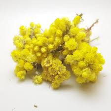Attēlu rezultāti vaicājumam “Helichrysum arenarium”