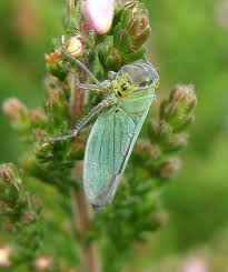 Attēlu rezultāti vaicājumam “Cicadella viridis female”