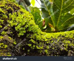 Attēlu rezultāti vaicājumam “Mnium hornum”