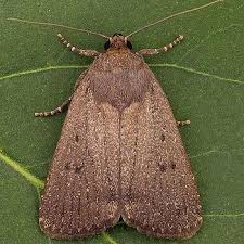 Attēlu rezultāti vaicājumam “Amphipyra”