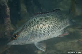 Image result for Lutjanus griseus