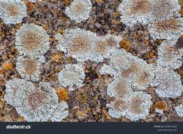 Attēlu rezultāti vaicājumam “Lecanora muralis”