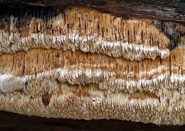 Attēlu rezultāti vaicājumam “Anomoporia bombycina”