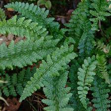 Attēlu rezultāti vaicājumam “Dicranella crispa”