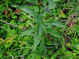 Image result for Digitalis lutea