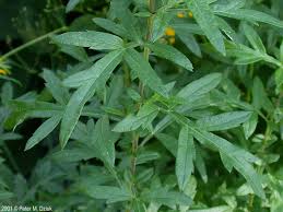 Image result for Artemisia vulgaris