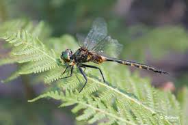 Attēlu rezultāti vaicājumam “Somatochlora flavomaculata”