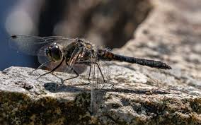 Attēlu rezultāti vaicājumam “Sympetrum danae”