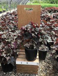Image result for HEUCHERA americana 'Palace Purple Auslese'