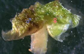 Attēlu rezultāti vaicājumam “Preissia quadrata”