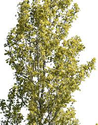 Attēlu rezultāti vaicājumam “Populus nigra Italica”