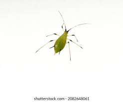 Attēlu rezultāti vaicājumam “Sternorrhyncha”