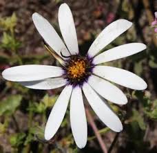 Image result for Dimorphotheca pluvialis