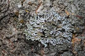 Attēlu rezultāti vaicājumam “Physconia distorta”