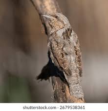 Attēlu rezultāti vaicājumam “Jynx torquilla adult”